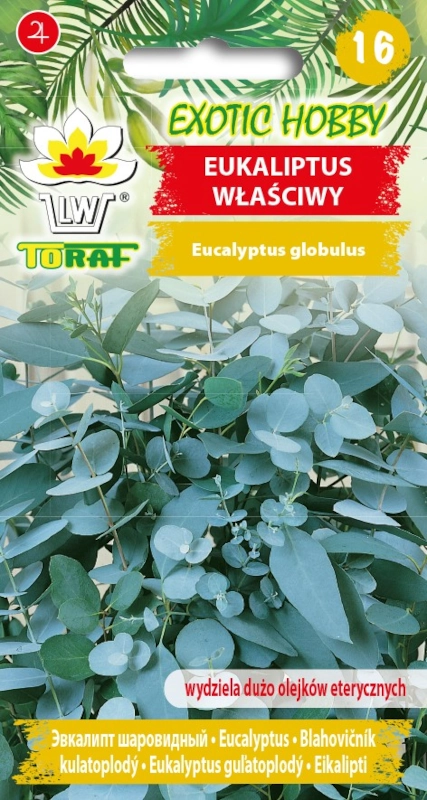 Toraf Eukaliptus właściwy 2 nasiona sklep rajogrodnika